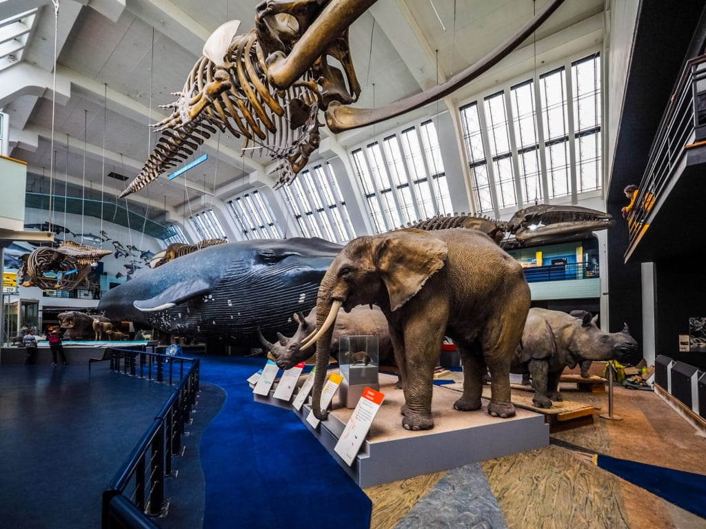 Natural History Museum in London